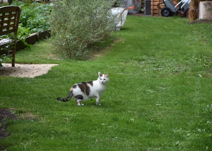 로레 드 지베흐니 B&B 3*